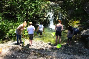 Waterfall pond dipping